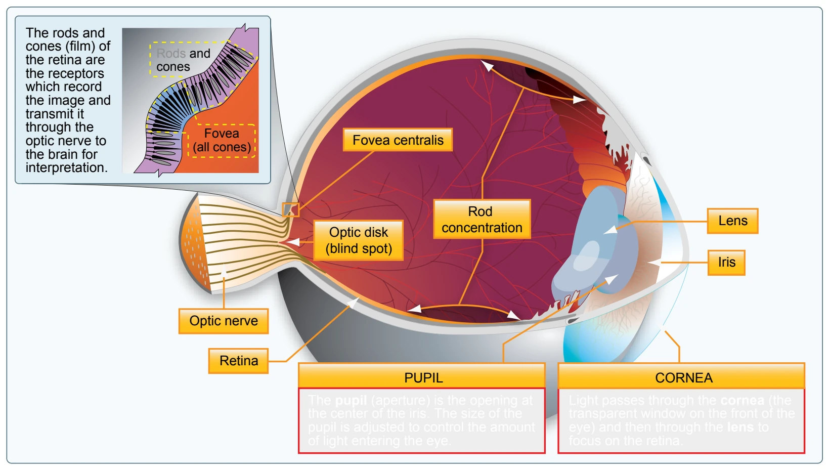 The human eye.