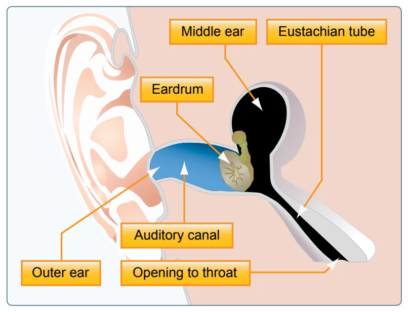 The Eustachian tube allows air pressure to equalize in the middle ear.