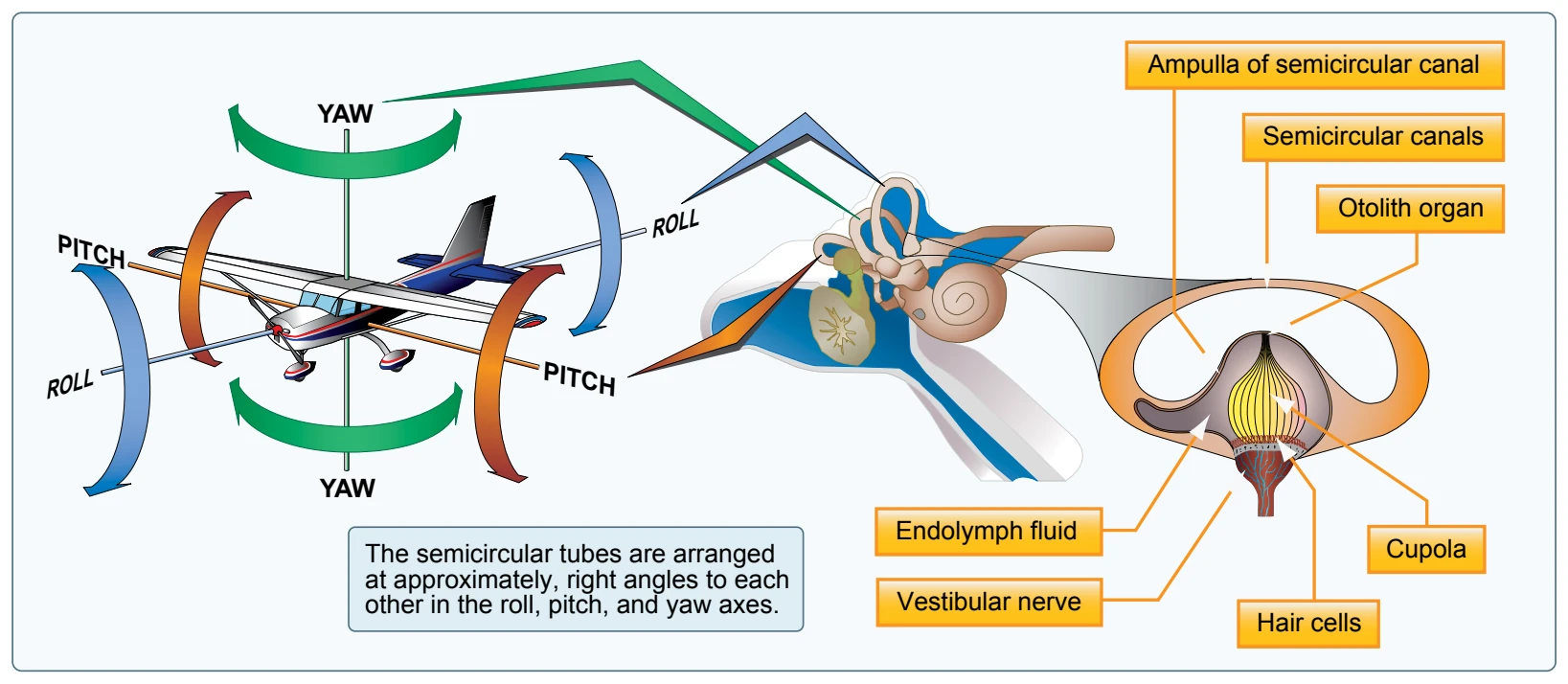 The semicircular canals lie in three planes and sense motions of roll, pitch, and yaw.