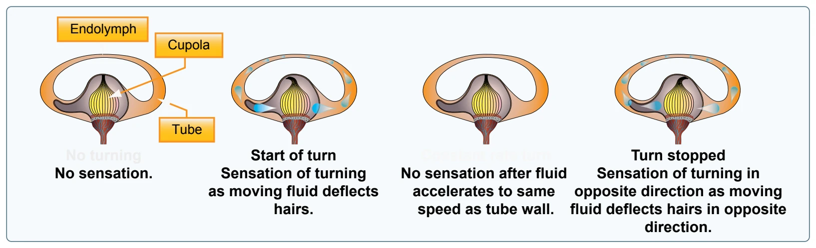 Human sensation of angular acceleration.